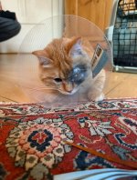 IMG_2695.jpeg