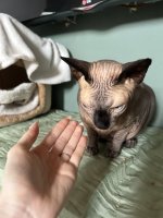 IMG_2663.jpeg