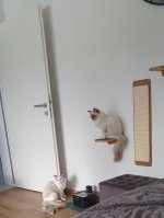 277213.jpeg