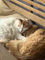 IMG_3703.jpeg