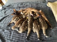 IMG_8235.jpeg