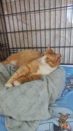 Katze1-1.jpg