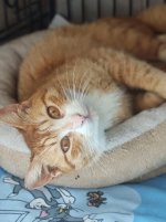 katze4.jpeg