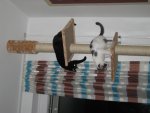 IMG_4204.jpg