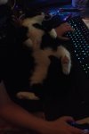 catincomand.jpg