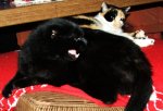 DSCF8104Bär.jpg