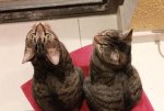 Remmi und Ronni_Neujahr 2014.jpg