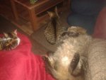3Katzen.jpg