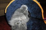 Katzen071.jpg