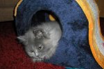 Katzen075.jpg