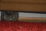 Katzen076.jpg
