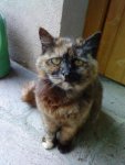 Minka.jpg