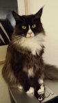 Lucy 2.jpg