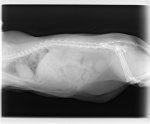 Böke, Mina-2.jpg Böke, Mina-2.jpg