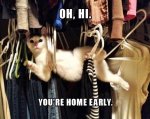 Funny-Cat-Pictures-with-Captions-19.jpg