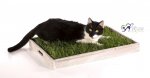 miau-Titelfotot_01.jpg