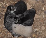 Kitten.jpg