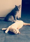 Carlos und Monty 2.jpg