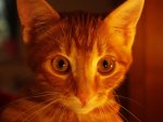 kater.jpg