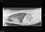 Röntgenbild Katze Minchen Mai 2014.jpg