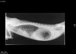 Röntgenbild Katze Minchen Oktober 2014.jpg