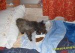 Mina nach dem Finden August 2012.jpg