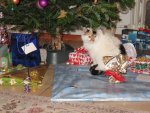 IMG_1333.jpg