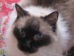 smokie12.jpg