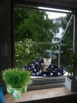 Balkonkatze.jpg
