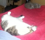 20150224_082950-1.jpg 20150224_082950-1.jpg