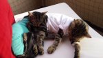 Baby Body Für Katze Zuschneiden