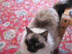smokie13.jpg