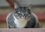 Cleo_Tierheim.jpg