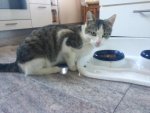 Kater.jpg