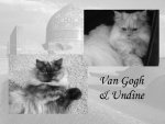 Katzen.jpg