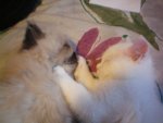 katzen 020.jpg