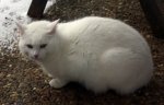 Weißer Kater.jpg