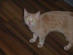 IMGP2175_1.JPG