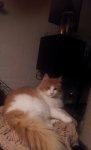 Kater Peacemaker.jpg