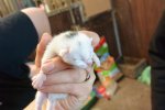 Kitten1_schwarzerFleck (1).jpg