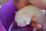 Kitten2_Hauchgrau (1).jpg