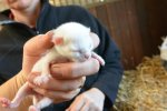 Kitten2_Hauchgrau (2).jpg