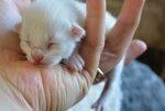 Kitten3_schneeweiss (1).jpg