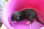 Kitten4_schwarzweiss (1).jpg