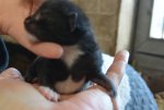 Kitten4_schwarzweiss (4).jpg