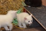 DSC_7696.jpg