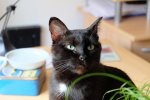 blacky1.jpg