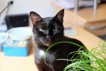 blacky2.jpg