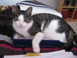Molly in der Ablage 4.JPG