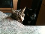 Unsere Katzen (1).jpg
